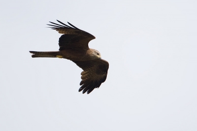 Een heerlijke meivakantie in de Franse Var ligt alweer achter me. 's Ochtends een beetje achter de vogels aan en overdag de vlinders (en vrouw en kinderen). Een paartje zwarte wouwen had blijkbaar een nest in de buurt omdat ze beide regelmatig over de camping kwamen zeilen. Hier een "high key" plaatje.