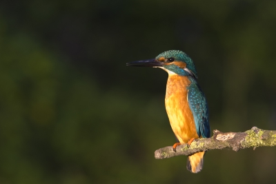 Maar weer eens een ijsvogel, maar dan op 270 mm. Vond dit ook wel een keer leuk, dan zo heel dichtbij. Hebben jullie tip, wat is goed, wat kan beter?