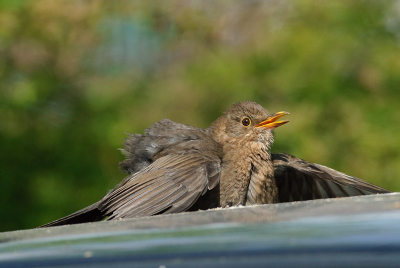moeder merel is na verlies van haar nest alweer aan het volgende aan het denken, te oordelen naar haar gedrag op een autodak