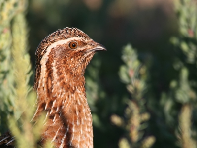Another quail but still with much grass.

Best regards,
Pedro