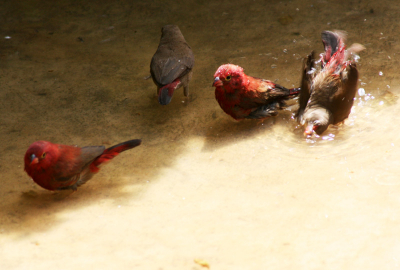 These small birds a very common in west Africa, and it's always a pleasure to see this colored friend!