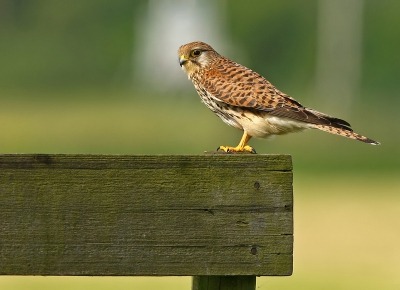 Vanmiddag in de Polder eindelijk weer eens een paar valken gezien. Deze wilde wel even mee werken om op de foto te gaan.