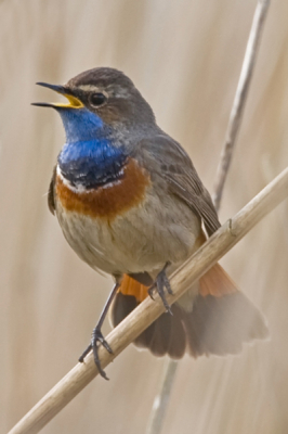 Eindelijk na tijden weer zin om te fotograferen en op een mooie zaterdag op naar de Jezuitenwaai voor de blauwborst (had hem die week ervoor in Bovensmilde gemist). Om ongeveer 7.00 uur stonden we paraat echter de zon liet noagal verstek gaan achter een lullige wolk. Ondertussen wel gezellig gekletst met Lex en Jelle mede vogelaars en fotografen. Nog wel een vrouwtje mooi kunne fotograferen, maar het mannetje waar we eigenlijk voor kwamen wilde maar niet in het zicht komen. Rond 10.00 uur toen we op het punt stonden weg te gaan brak de zon door en jawel hoor daar kwamen ze. Toch nog een paar leuk foto's gemaakt waarvan de beste te zien zullen zijn op mijn  site. Hier echte ook n die ook als is tie niet superscherp ik ddor de kleur en uitdrukking tocg de moeite waard vond.