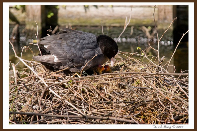 Deze meerkoeten zitten bij ons voor in de sloot, langs een drukke straat.
Ze trekken zich niets aan van voorbijgangers en broeden rustig verder op de laatste resterende eieren.
