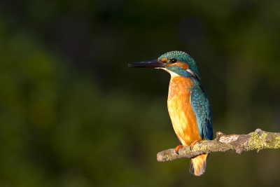 Hallo in het verzamelalbum staat deze foto ook, maar ik heb  hem nu na verkleinen ook verscherpt. Ik heb de handleiding gevolgd die Bas Breetveld op zijn website geeft. Kan iemand zeggen of deze foto nu beter is dan die in het verzamel album. KAN IEMAND MIJ HELPEN!!??????