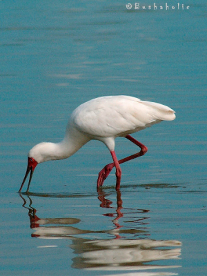 Foto is gemaakt op Lake Tagalala in Selous NP, Tanzania tijdens een bootsafari met mijn klanten.