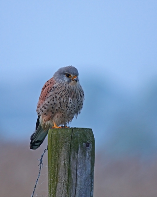 Deze mannetjes Torenvalk zat rustig op een paaltje om zich heen te kijken. De foto was lastig om te fotograferen omdat de zon net onder was, de foto is ook met een 1/13 sluitertijd gefotografeerd.
Ik vind zelf dat hij goed gelukt is.
Ik lees wel wat jullie ervan vinden.
Gr D.S.