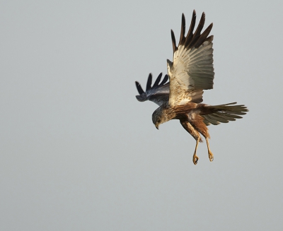 Vroeg in de morgen gemaakt tijdens het eerste licht, op weg naar een afspraak naar een andere fotograaf kwam ik hem tegen langs de weg en in texel houd je de camera natuurlijk altijd paraat.