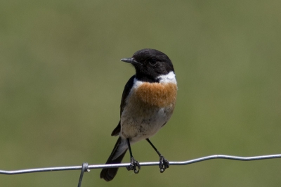 Tijdens de meivakantie in Extremadura vele trips gemaakt zoals beschreven in het boek van Crossbill. Deze roodborsttapuit zat op een draad in het indrukwekkende steppegebied in de buurt van Trujillo