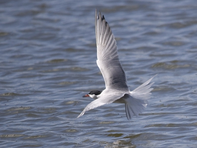 Vandaag even wat tijd gespendeerd aan de vogel van het jaar volgens sovon. Mooi weer behoorlijk wat wind zodat de vogels af en toe wat stil bleven hangen