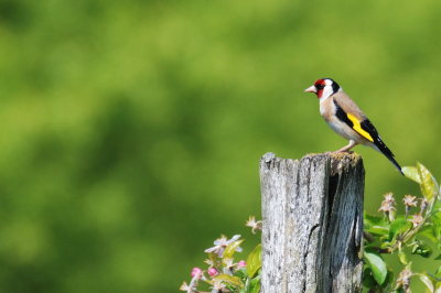 Erg leuk om de buurt van Orleans zoveel verschillende zangvogels te zien. Het lijkt ook alsof ze minder schuw zijn zo in het open landschap. Deze putter ging er goed voor zitten. Met de appelbloesem wellicht wat tuttig....