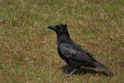 Hier nogmaals de zwarte kraai, maar dan in zijn geheel en het hinderlijke witte vlekje boven z'n hoofd weggehaald. Ik veronderstel tenminste dat de uitsnede en het vlekje de reden waren dat het eerste portret naar tijdelijke is verwezen. De kraai zat aan iets lekkers te plukken en wilde niet van wijken weten.