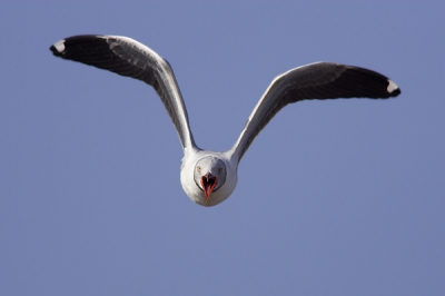 Mooie plek voor fotografen. Bijilo is niet altijd toegankelijk vanwege broed e.d., maar buiten dit seizoen is het wel mogelijk om erop te komen als je contact zoekt met de opzichters van dit eiland, die tevens opzichters zijn van .... nou ja, dat bos/duinen die ervoor liggen. Ik ben de naam ff kwijt. Helaas waren we veel te laat op het eiland, omdat de persoon met de sleutel voor de motor van de boot veeeel te laat was, zelfs meegenomen dat we al een half uur vroeger hadden afgesproken dan m.i. nodig om voor de GMT te corrigeren. Al met al toch wel een geslaagd tripje. Aardig detail was dat tijdens ons bezoek daar er een boot illegaal aan het vissen  was bij het eiland, wat verboden is. De 'kaptitein' werd ingerekend en meegenomen.