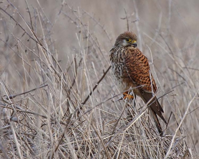 Deze torenvalk zat mooi rustig in het veld, wat ik zelf mooi aan deze foto vind is, dat het veld een mooi rustige kleur heeft van het verdorren riet. En dat de torenvalk (vrouwtje) mooi bruin is.
Ik lees wel wat jullie ervan vinden.

Gr D.S.
