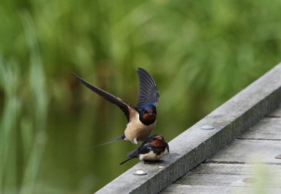 Deze twee waren lekker bezig. Ze hadden drie toeschouwers, ik, een kwikstaart en een tapuit. De kwikstaart en de tapuit gingen daarna samen op de vuist. Die foto's zijn kwalitatief niet best maar misschien load ik ze nog wel eens up :)