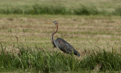 Zat op ongeveer 30 meter vanaf de weg in het weiland.
Was nog lastig foto's maken.