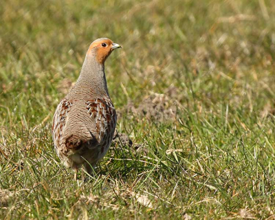 Ik zag een vreemde vogel over een weiland rennen. Dat ik dichterbij kwam bleek het deze Patrijs te zijn. Ik had ze zelf nog nooit gezien. Vandaar dat ik ze niet meteen herkende.
Ik lees wel wat jullie ervan vinden.

Gr D.S.