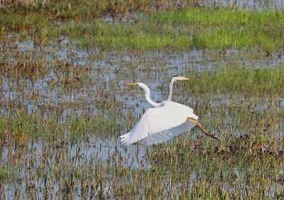 Het is niet het mooiste plaatje maar vond het wel erg grappig om deze combinatie van zilverreiger en blauwe reiger op de foto te hebben.