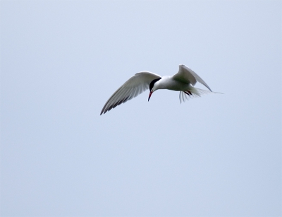 7D 170-500 1/500 f 16 500mm. Bewolkt, maar net aan het opklaren. Mn eerste visdief...