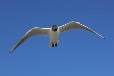 Op de boot naar Texel met een strkblauwe lucht kun je uit de hand gemakkelijk foto's maken van vliegbeelden van verschillende soorten meeuwen.