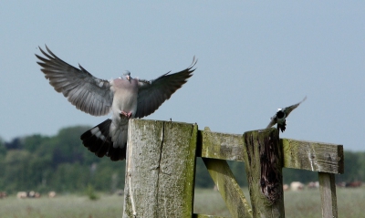 Duo landing van duif en kwikstaart. Zat op dit moment naar de parende zwaluwen van de vorige foto te kijken.
Ook kwam er een tapuit bij zitten die het aan de stok kreeg met de kwikstaart. Die plaats ik een andere keer wel.