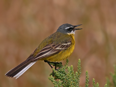 Here is a male of the subspecies Motacilla flava iberiae. 
I hope you like it,
Pedro