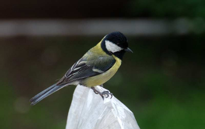 De koolmezen waren weer goed aanwezig in de tuin. Deze kwam mooi dicht bij het raam zitten.