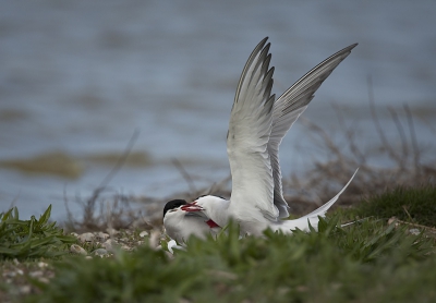 Deze opname is gemaakt op texel, wagejot. Deze twee heerschappen hadden wat uit te vechten en dat ging er behoorlijk wild aan toe. Op de foto lijkt dat de rechter vogel de linker vogel door de wang heeft gespiest. in denk eerder dat de kopveertjes over de snavel vallen door de kracht waarmee gebeten word..