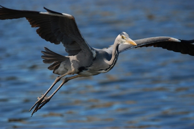 Deze reiger kwam aangevlogen op een berg vissenkoppen die op de havenkade lagen.