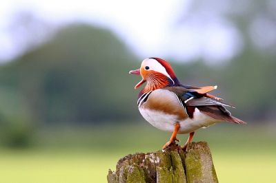 Rijdend in de omgeving van Vorchten viel mijn oog op een paartje Mandarijneenden. Ieder op een eigen paal. Toch maar een paar foto's gemaakt.