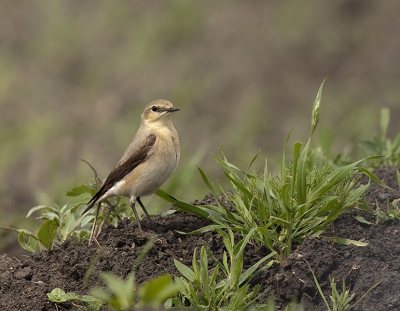 Door de wind niet veel rietvogels gezien deze Tapuit zag ik echter wel.