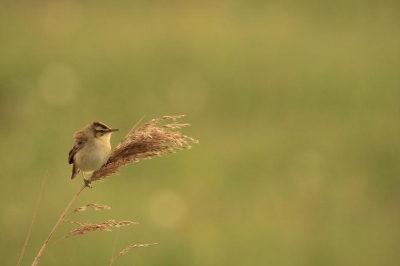 Een Rietzangertje zit ontspannen in de wind heen en weer te wuiven.