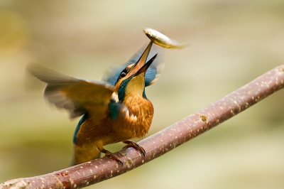 Jonge ijsvogel spelend met zijn eten. Hij had hier de show wel gestolen, tot mama kwam.