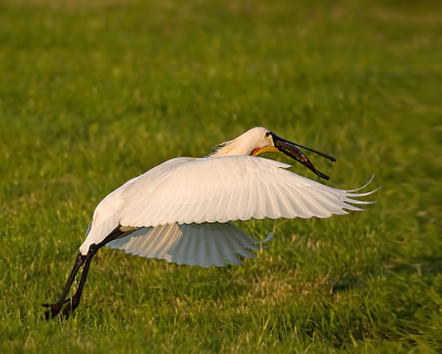 Deze Lepelaar was bezig om een vis naar binnen te krijgen, maar het lukte niet erg. Het moment dat hij mij zag vloog hij natuurlijk weg.