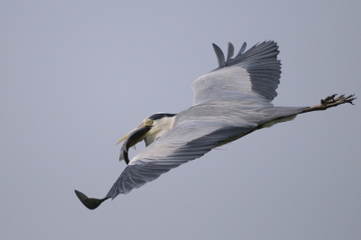 Blauwe Reiger kwam voorbij vliegen met een vis in de snavel.
Eerst foto uit de hand met mijn nieuwe Sigma 300-800mm
Foto is nagenoeg full frame.
Er waren maar twee opties richten en schieten of alleen kijken.. tijd om te zoomen was er niet.. ja dan had ik alleen nog de achterkant op foto gehad