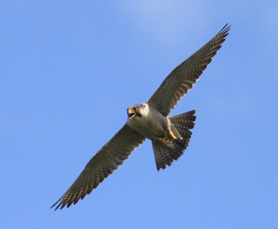 Deze Slechtvalk, een Belgische, S2 genaamd, huist sinds 2007 in de Mortel, waar zij het territoriale wijfje verjoeg die al drie jongen had. En jong stierf de hongerdood, de andere kregen nt genoeg van het mannetje, S2 pakte het merendeel van de prooien af. Na 14 dagen ging ze toch voeden en de overige twee jongen zijn gezond uitgevlogen.
