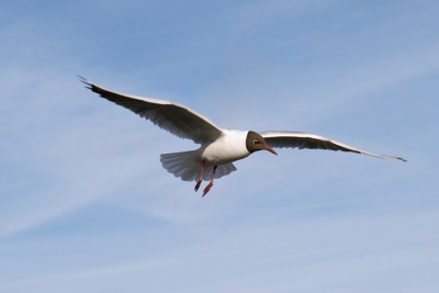 Een paar kokmeeuwen kwam vrij dichtbij en dit leverde wel een aardig plaatje op. Genomen in de haven van Stavoren in Friesland.