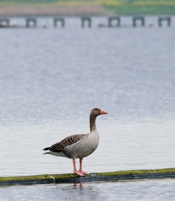 7D 170-500 1/500 f13 ASA 400 500mm. Stond daar zeer daeftig te zijn....