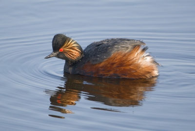 Het blijft een prachtige vogel. In de Westerbroeksemadenpolder zaten twee paartjes tot ongeveer vlak onder de vogelkijkhut.