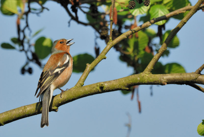 Een vink kom je vaak genoeg tegen. Desondanks is het een prachtige vogel met een aanstekelijke zang!