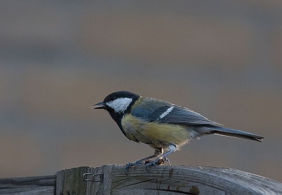 Dit vind ik persoonlijk mooie vogels. Deze zat jammergenoeg net te ver weg voor de foto die ik wil