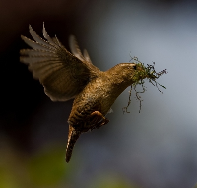 Erg lastig om deze drukke vogel er op te krijgen.
Maar door zijn vaste aanvliegroute weet je wat je kan verwachten.
Tevens is hij erg luidruchtig, dus weet je ongeveer wanneer die komt.