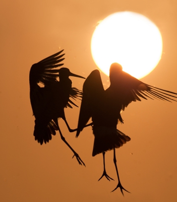 Ik wou eigenlijk een grutto fotograferen op een paaltje met de zon als achtergrond.
Een aantal foto's kunnen maken todat een andere grutto met de grutto op de paal ging vechten...