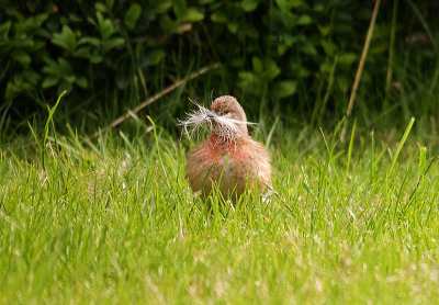 Het 'kneu stel' is druk bezig een nest te bouwen. Restanten uit de tuin worden verzameld en weggebracht.