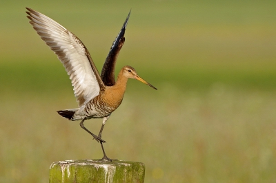 He He eindelijk een Grutto op de foto en nog op een paal ook.
Deze zet net n been aan de grond voor een veilige landing