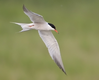 Ook mijn markIII is een weekje weg geweest voor de AF afstelling. Een avondje testen in de vogelrijke uiterwaarden van Everdingen leverde deze visdief op.