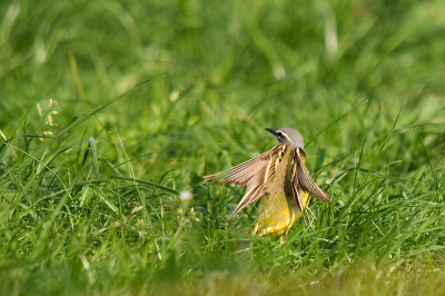Vanuit de auto genomen vanaf een kersenpittenzak. Deze kwikstaart-man was driftig opzoek naar insecten in het gras. Zijn vrouwtje was een eindje verderop aan het scharrelen.