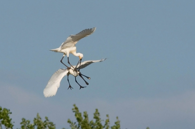 Ze kwamen ineens vechtend over de bomenrij heen.
Ik was bezig met libelle's vast te leggen en heb zodoende omdat het snel moest niet op de instellingen gelet.
Gemaakt in de bieslandse polder