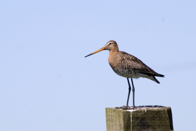 Er zijn dan wel al heel veel mooie grutto foto's in de database, maar het zijn dan ook wel erg mooie vogels.  Hier nog eentje, dit keer een grutto gewoon op een paaltje midden op de dag.