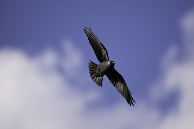 M'n eerste vluchtfoto met de Sigma 150-500 mm. Ik was bijzonder verrast met het resultaat.